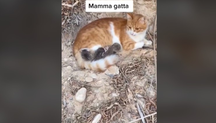 mamma allatta ricci video tiktok