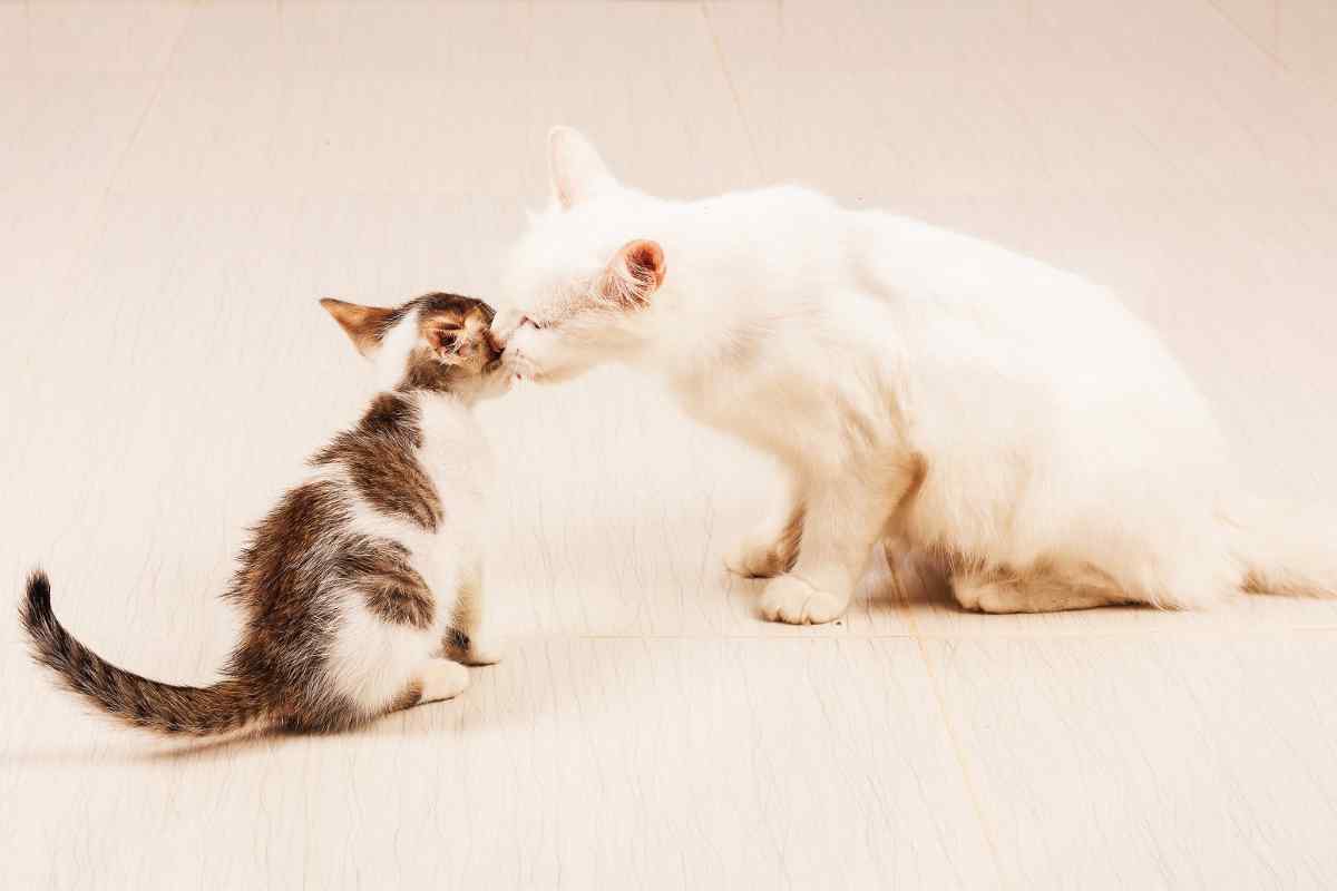Mamma gatto non ha paura