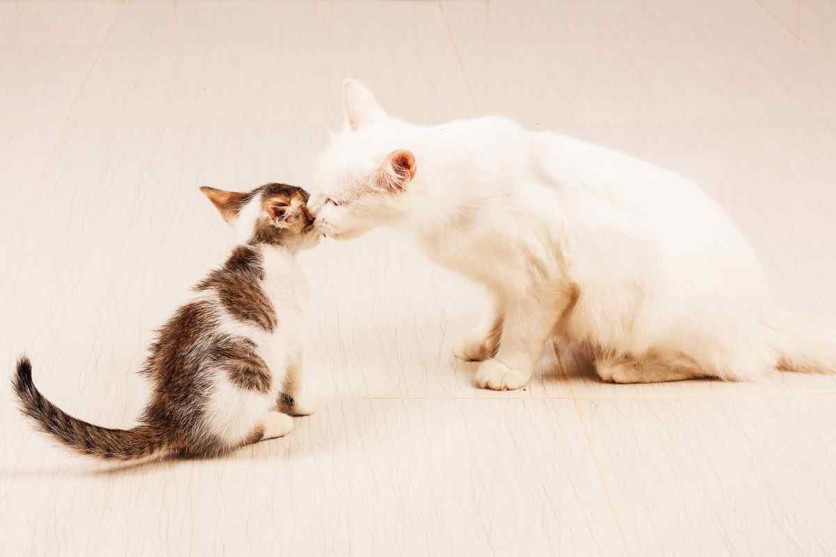 Mamma gatto non ha paura 