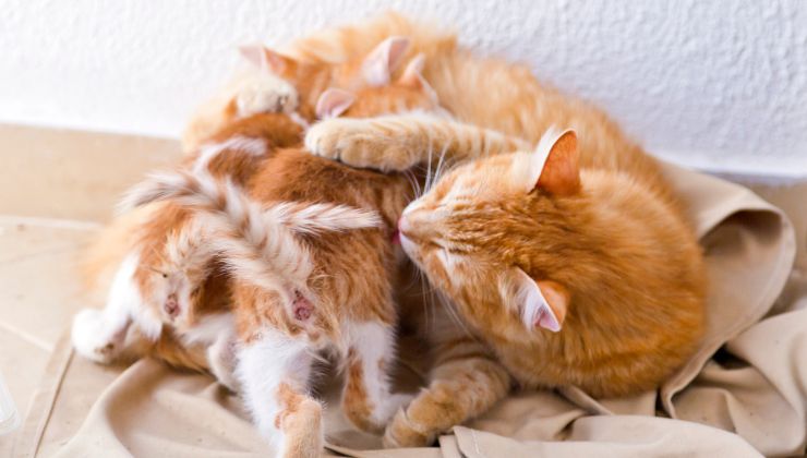 Mamma gatto non ha paura