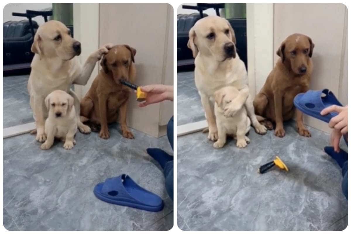 mamma labrador protegge il cucciolo video