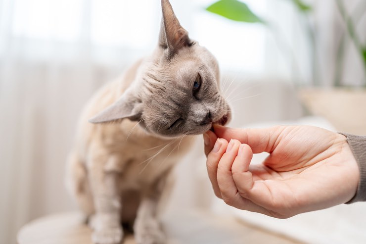 Crocchette per gatti: le peggiori marche