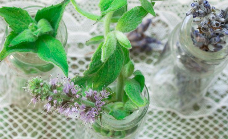 menta lavanda repellente mosche