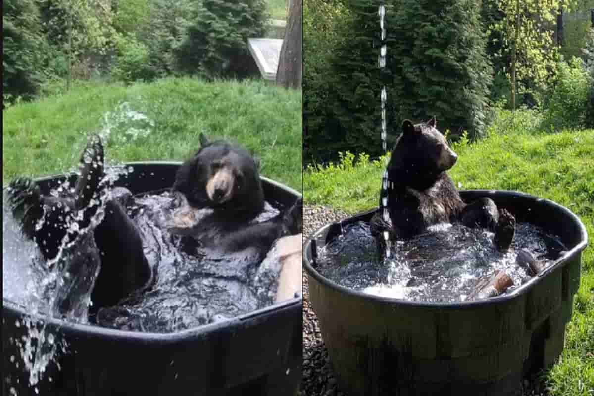 orsi al bagno per combattere il caldo