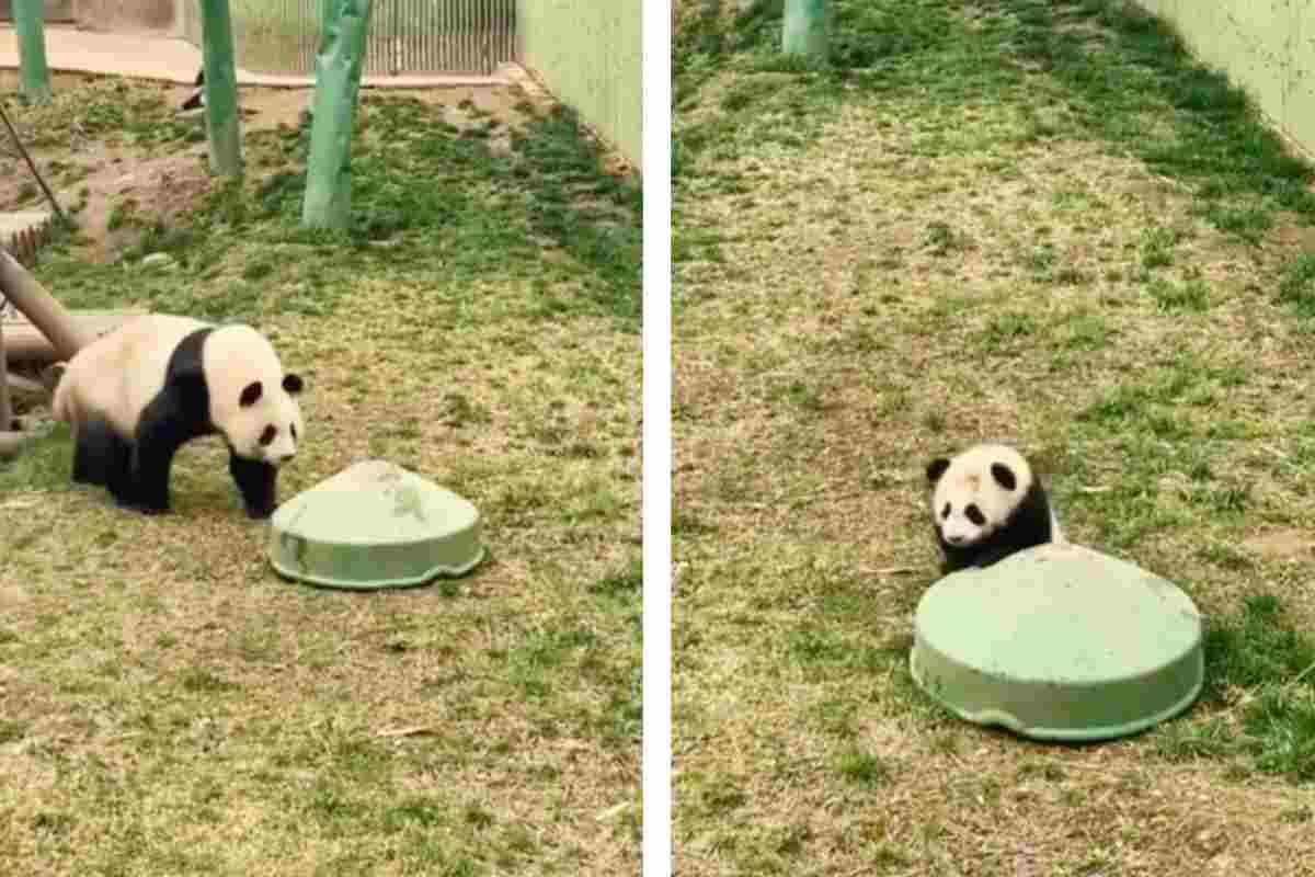 un cucciolo di panda si nasconde dalla mamma video tenerissimo