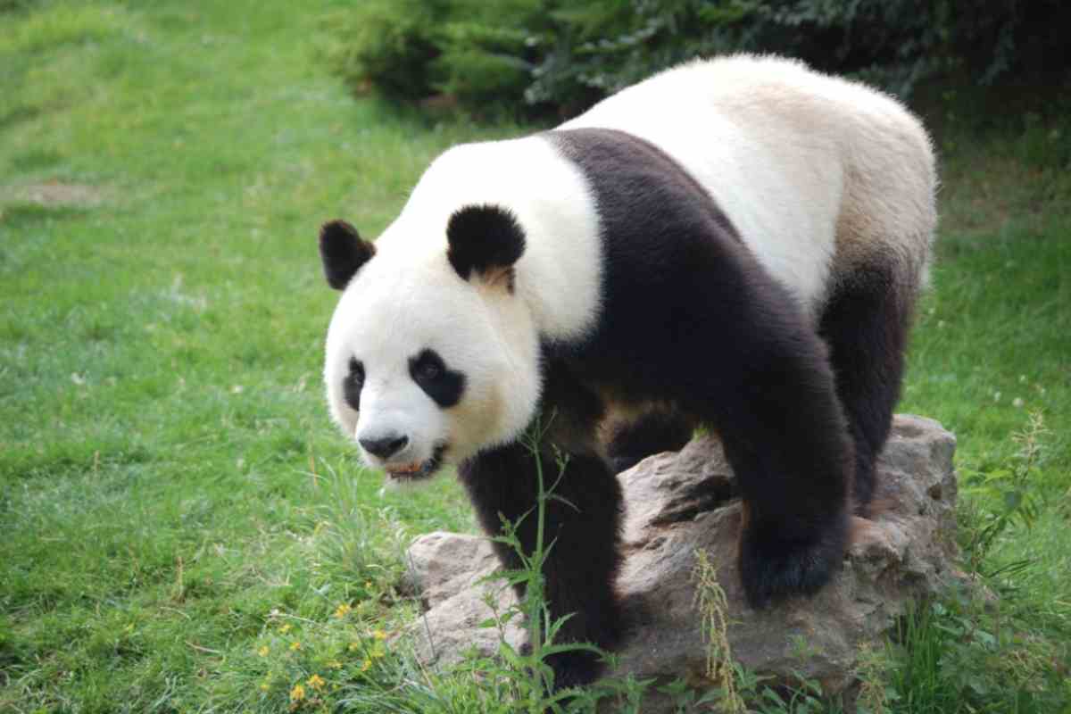 un cucciolo di panda si nasconde dalla mamma video tenerissimo
