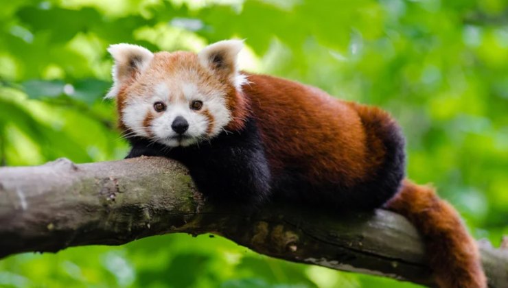 panda rosso mangia video