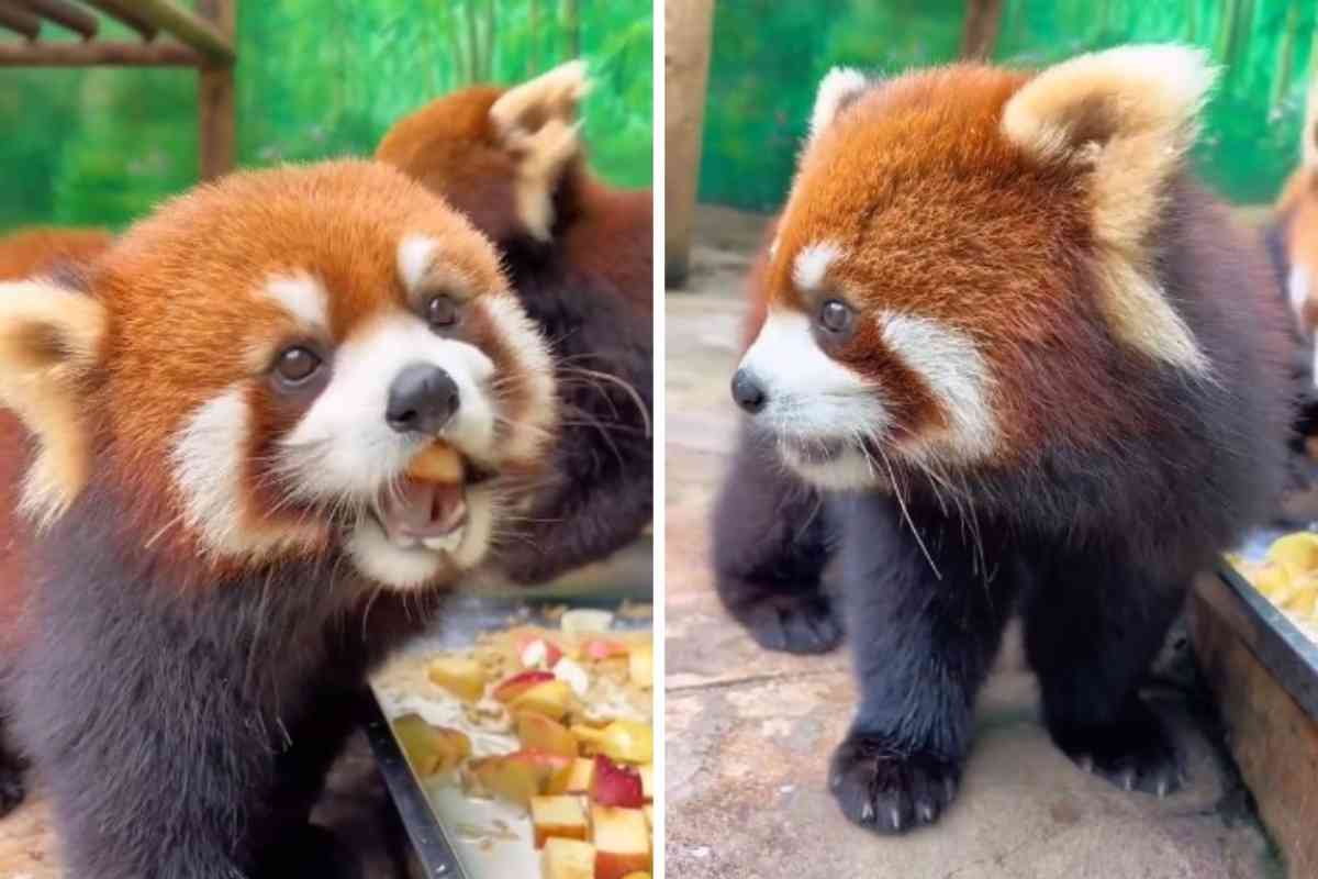 panda rosso mangia video
