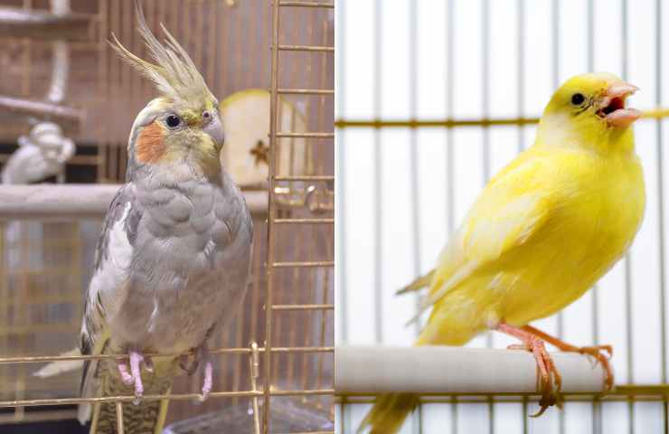 pappagalli e canarini in estate come combattere il caldo