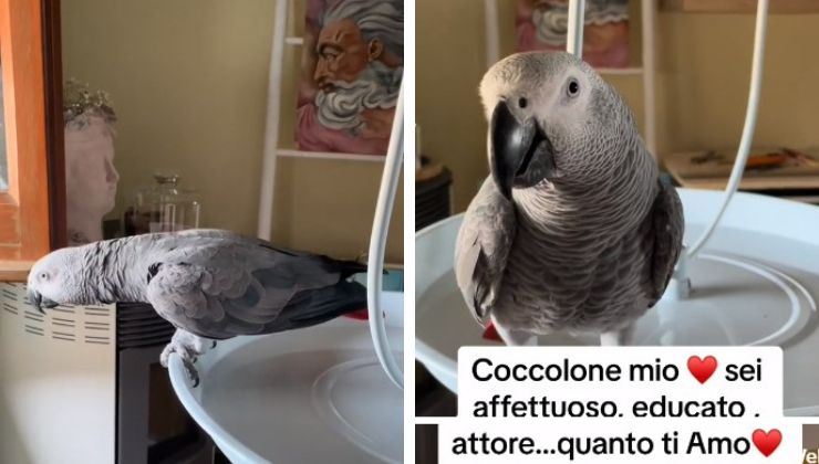 pappagallo coccolone video tenerissimo