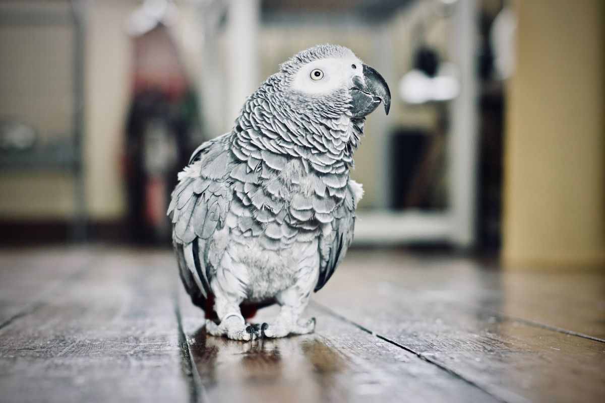 pappagallo coccolone video tenerissimo