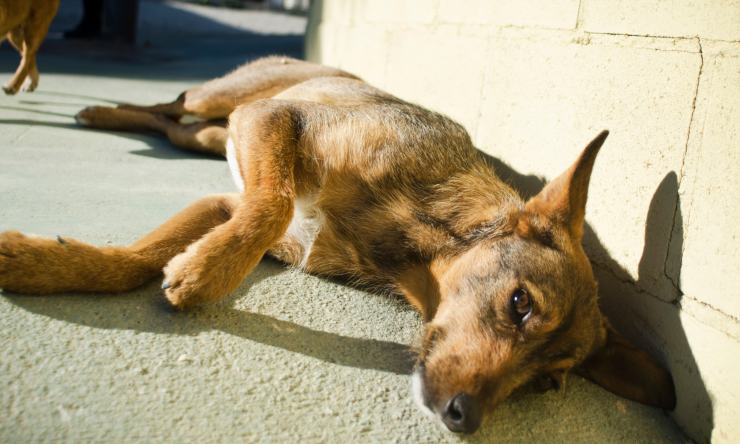 cani animali abbandonati strada sanzioni