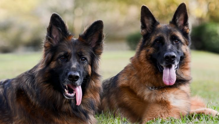 cane chiede aiuto per salvare l'amico video