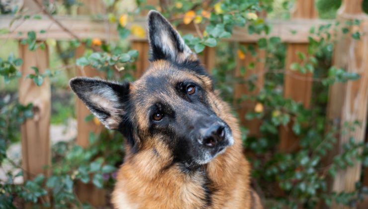 Costretto a lasciare il cane al canile