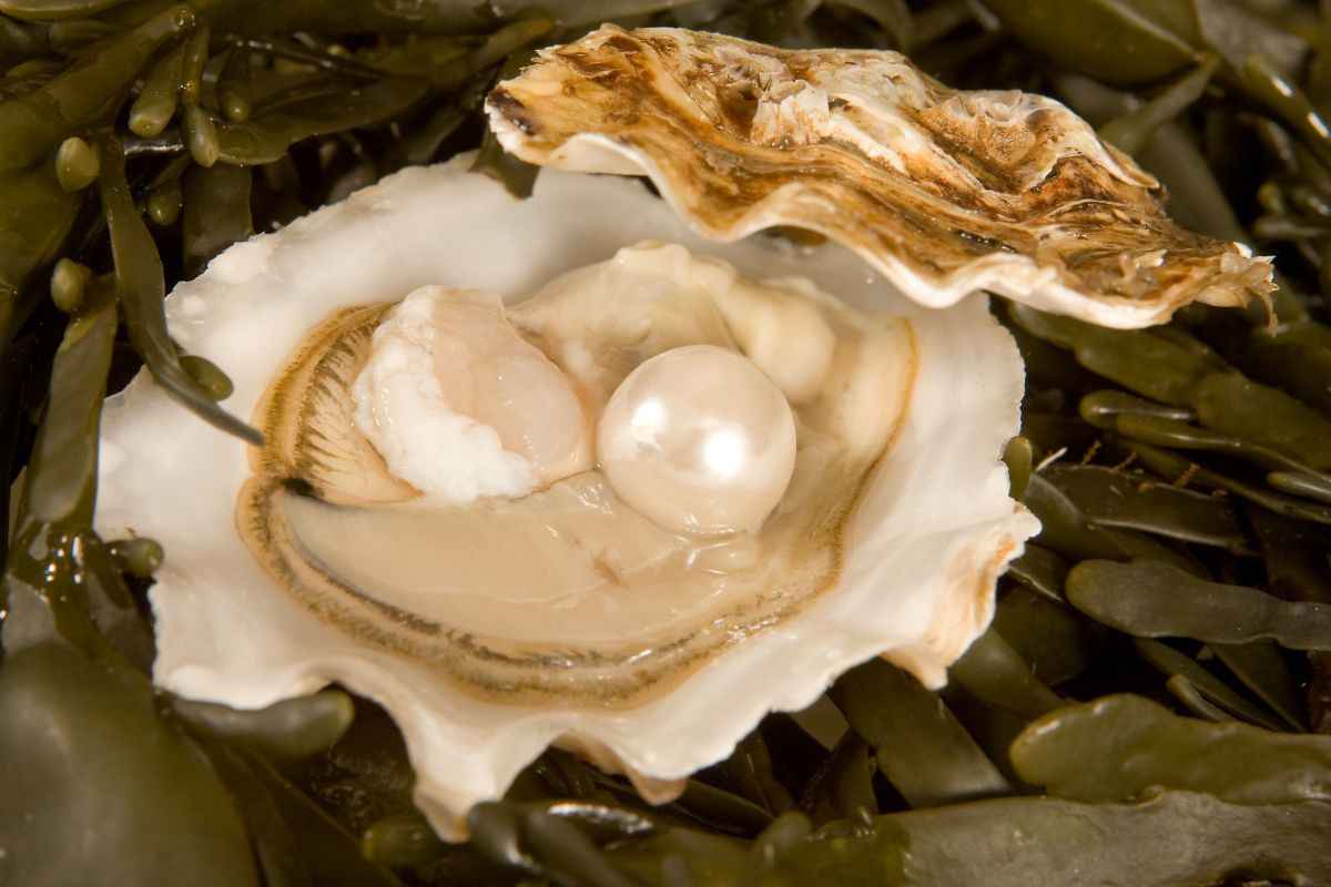 ostriche cosa sono le perle