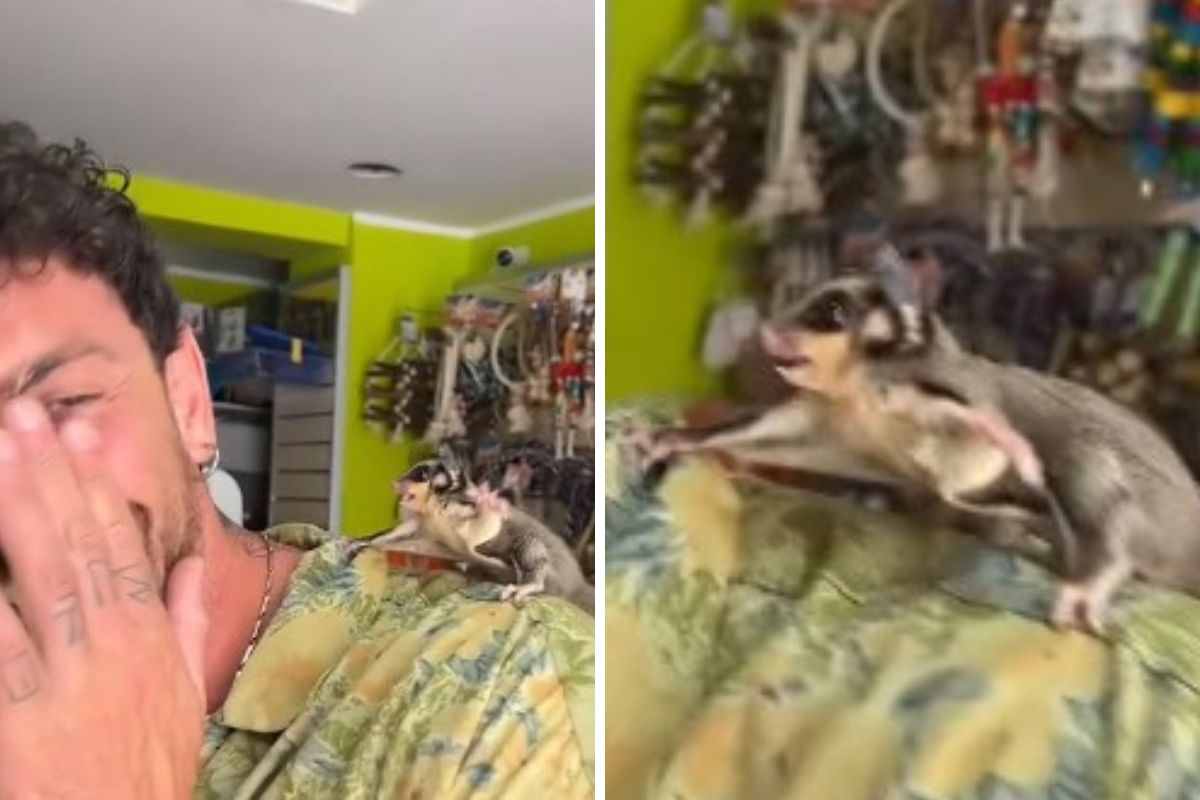 “Video ends badly”: The sugar glider is furious and hits the boy