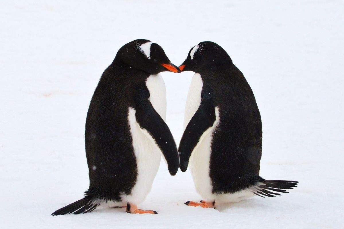 Pinguino: cosa sapere sui colori bianco e nero dello smoking