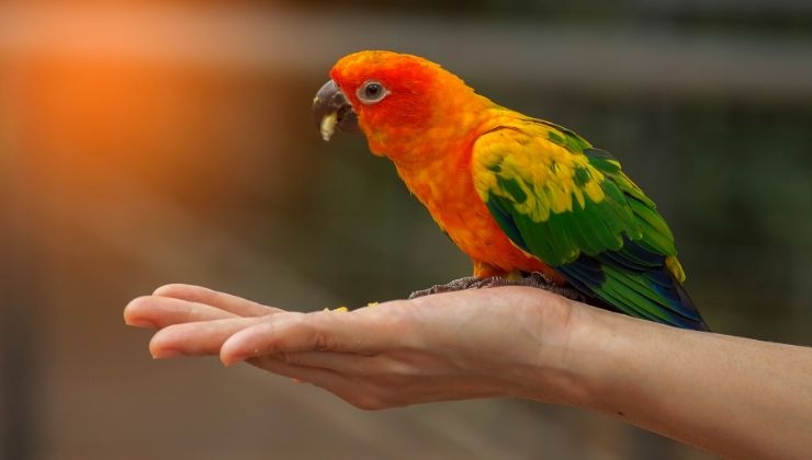 salute pappagallo come capire se sta bene