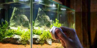 pulire acquario estate
