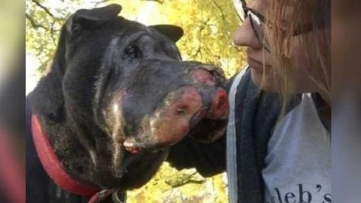 Ragazza salva cane anziano dalla strada