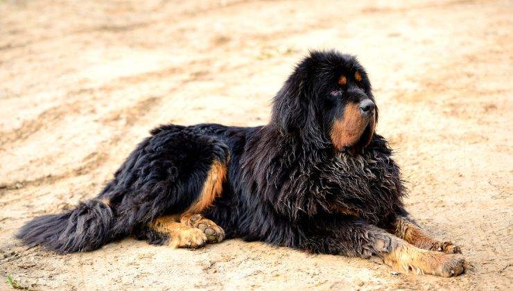 razze canine non adatte a vivere in casa con bambini