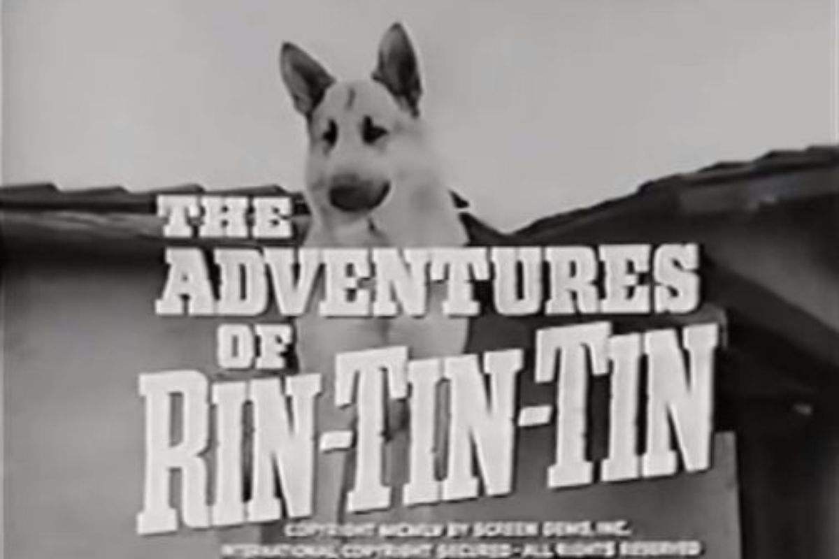 Rin Tin Tin vera storia