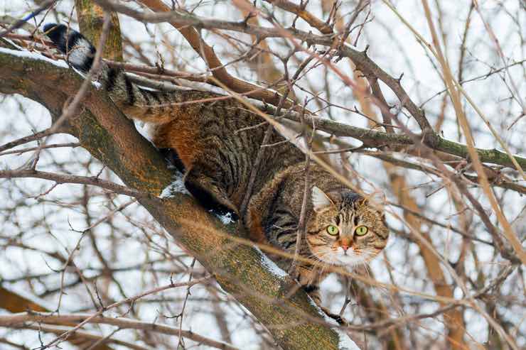 Gatti: come aiutarli a scendere da un albero