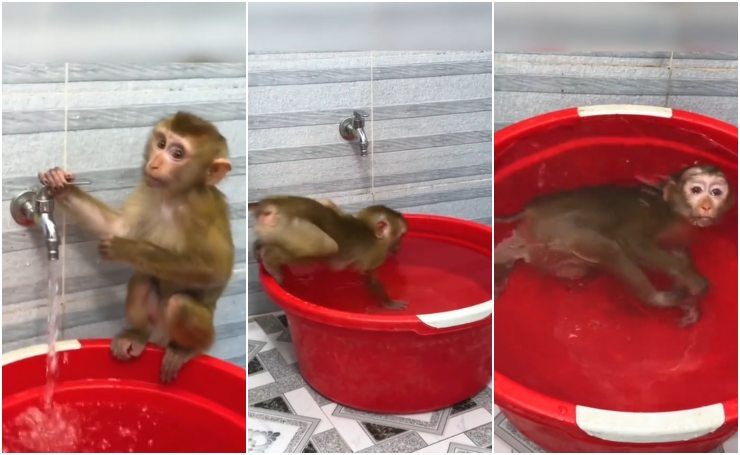 scimmia fa il bagno vasca video