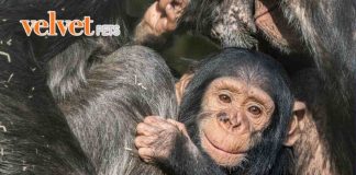Scimpanzè caratteristiche comportamentali
