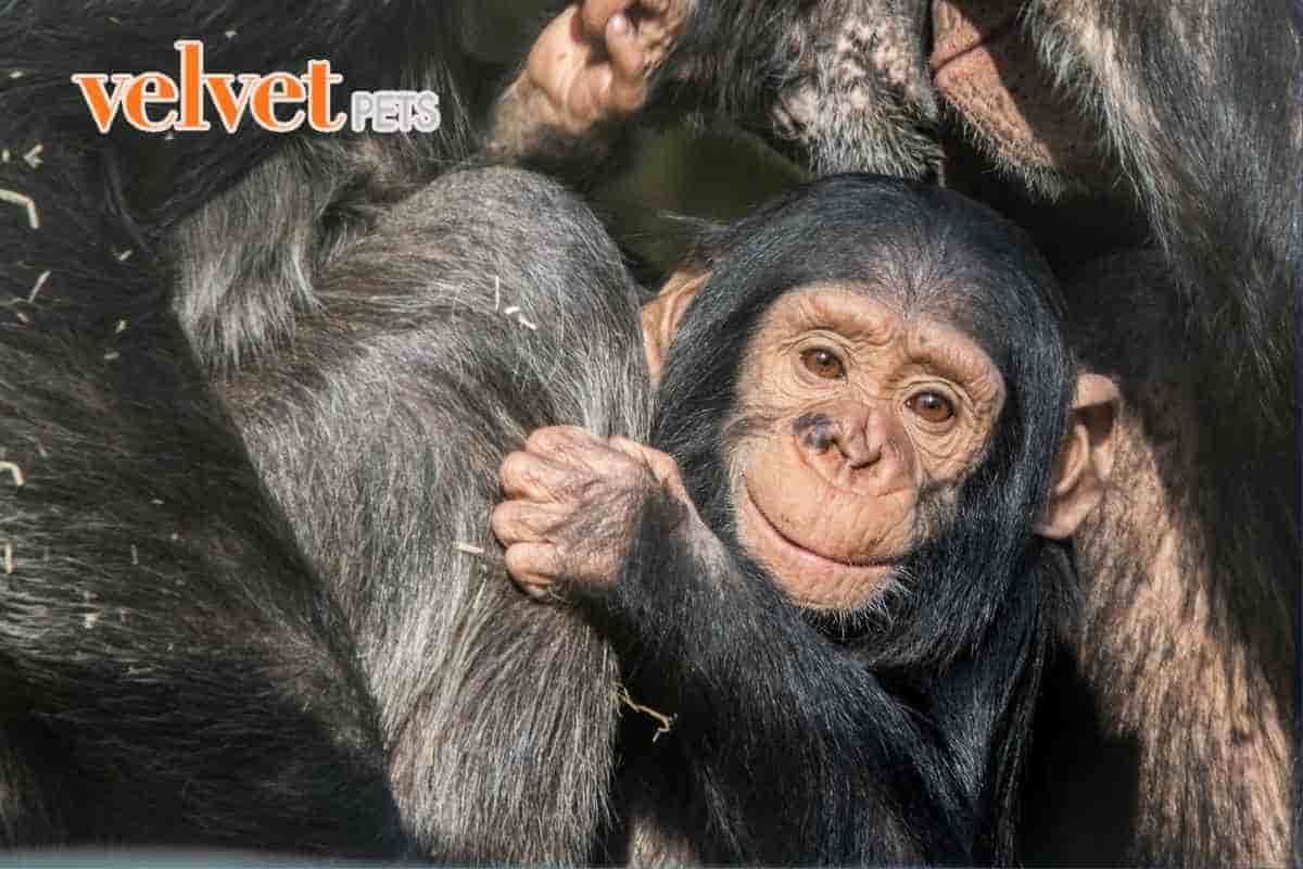 Scimpanzè caratteristiche comportamentali