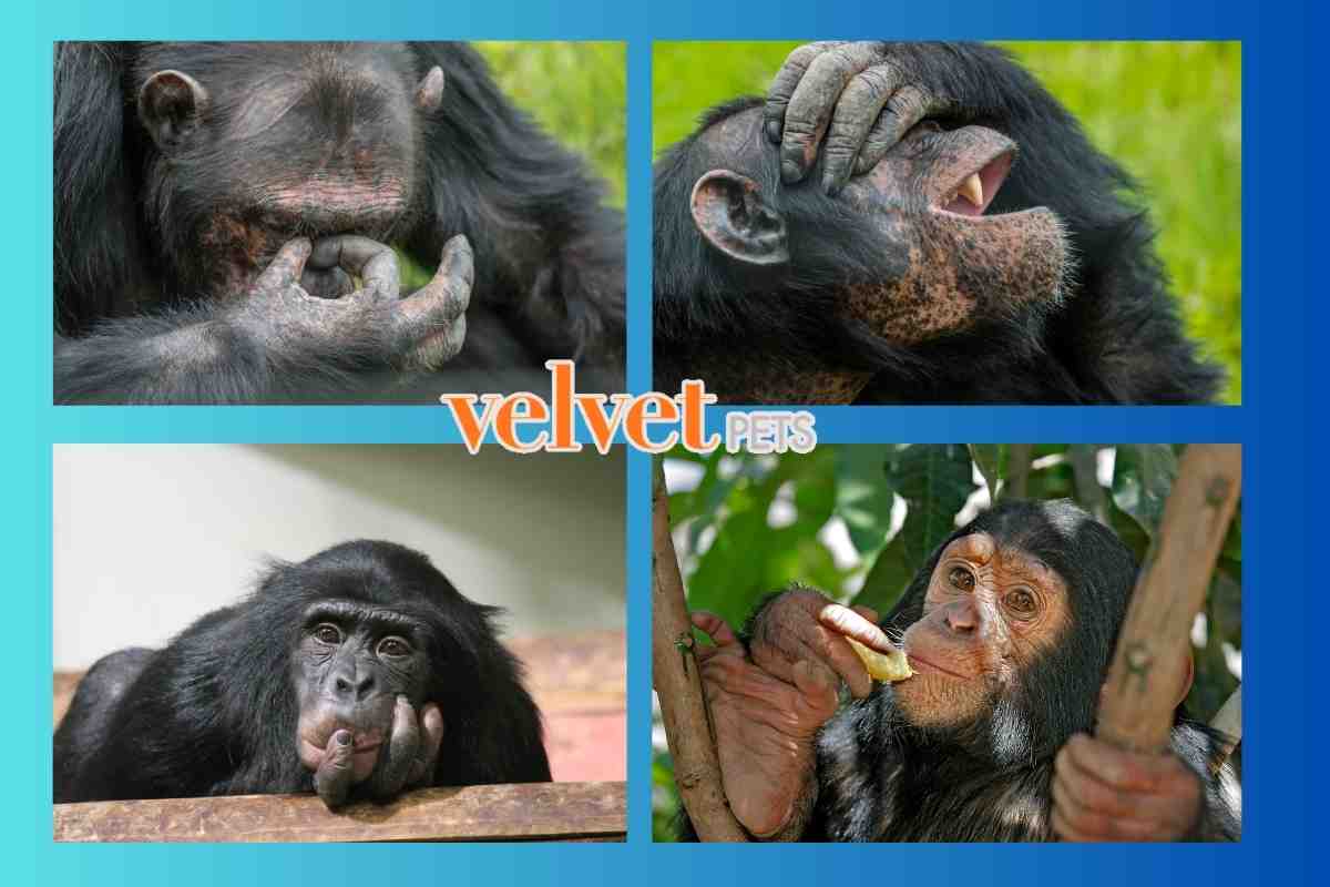 Scimpanzé caratteristiche comportamentali