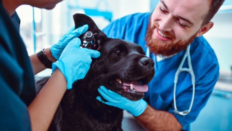 segnali del cane salute