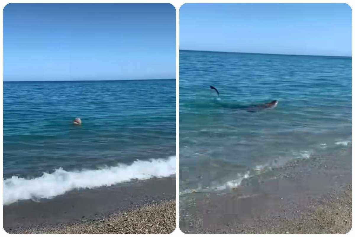 fenomeno incredibile