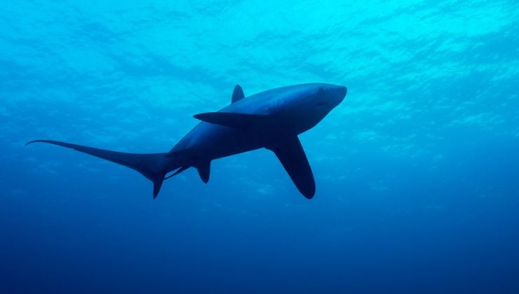 squalo volpe nel mare italiano