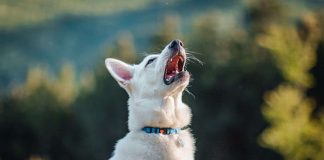 Starnuto inverso del cane: cosa sapere