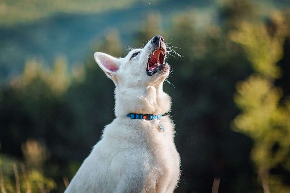 Starnuto inverso del cane: cosa sapere