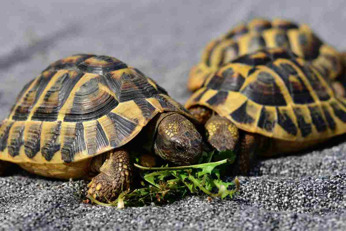 Cosa mangiano le tartarughe