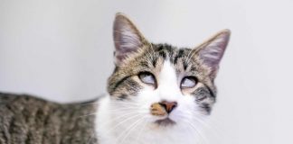 terza palpebra gatto
