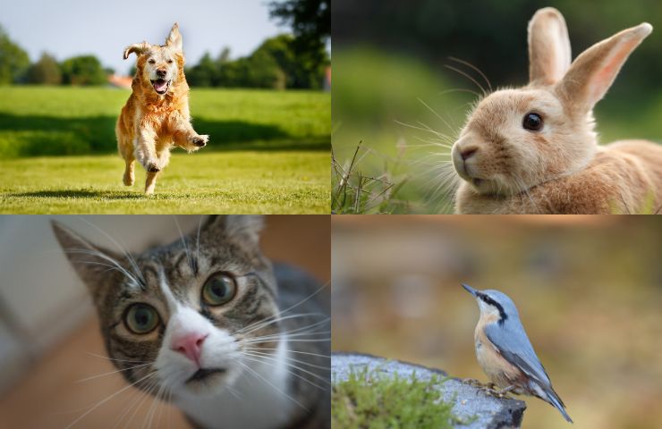 test animali personalità scegli il cucciolo preferito