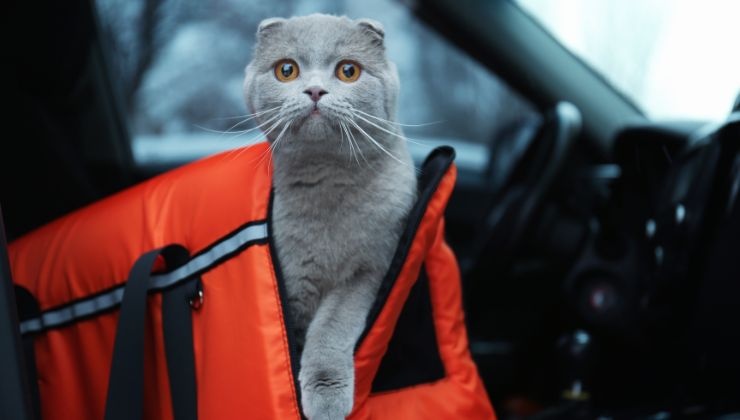 trasportini animali come scegliere quello giusto per il gatto