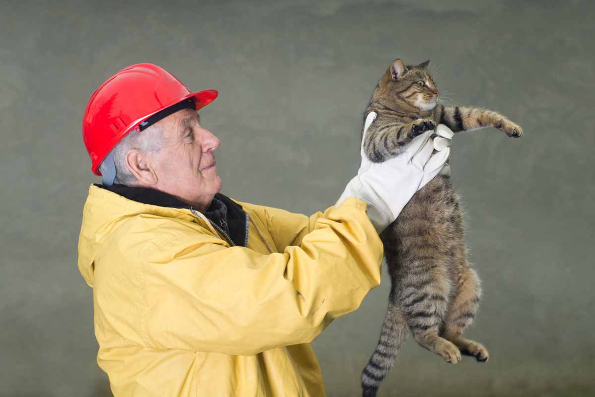 anziano salva gatto video