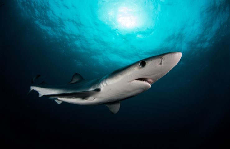 squali avvistamenti mare in Italia