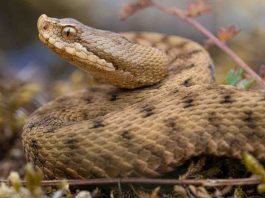 Morso di vipera: perché è pericoloso? cosa fare