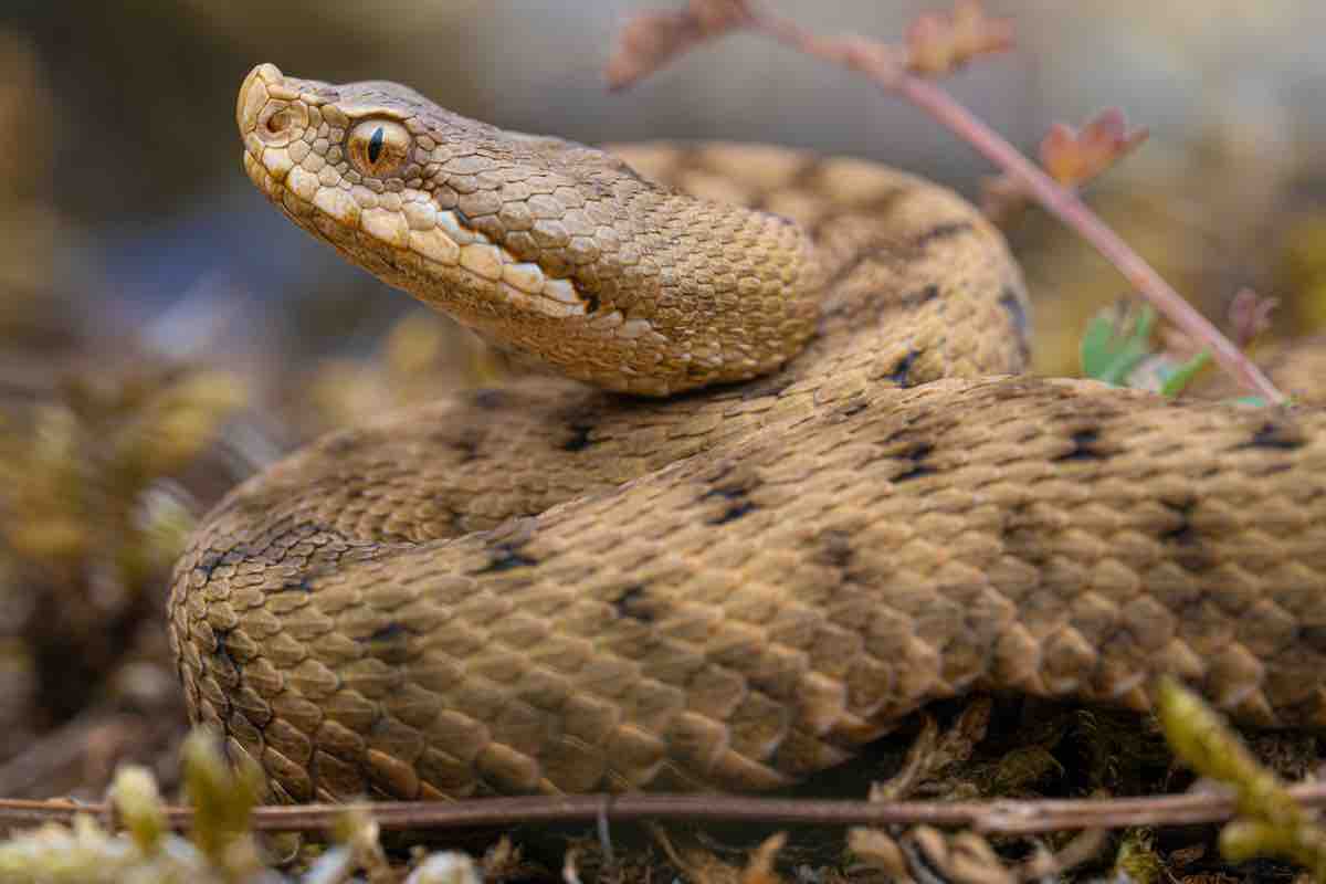 Morso di vipera: perché è pericoloso? cosa fare