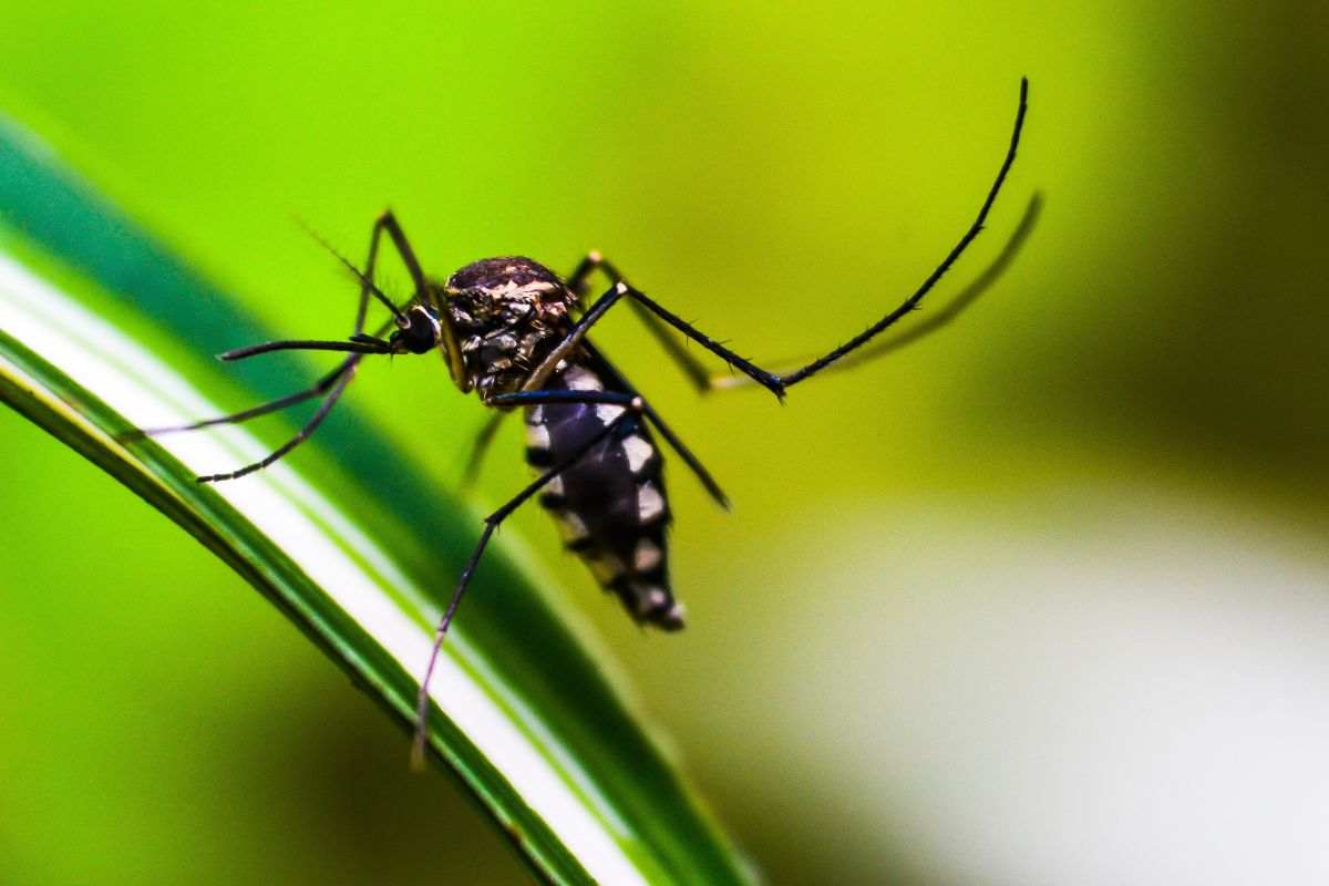 Zanzare in natura