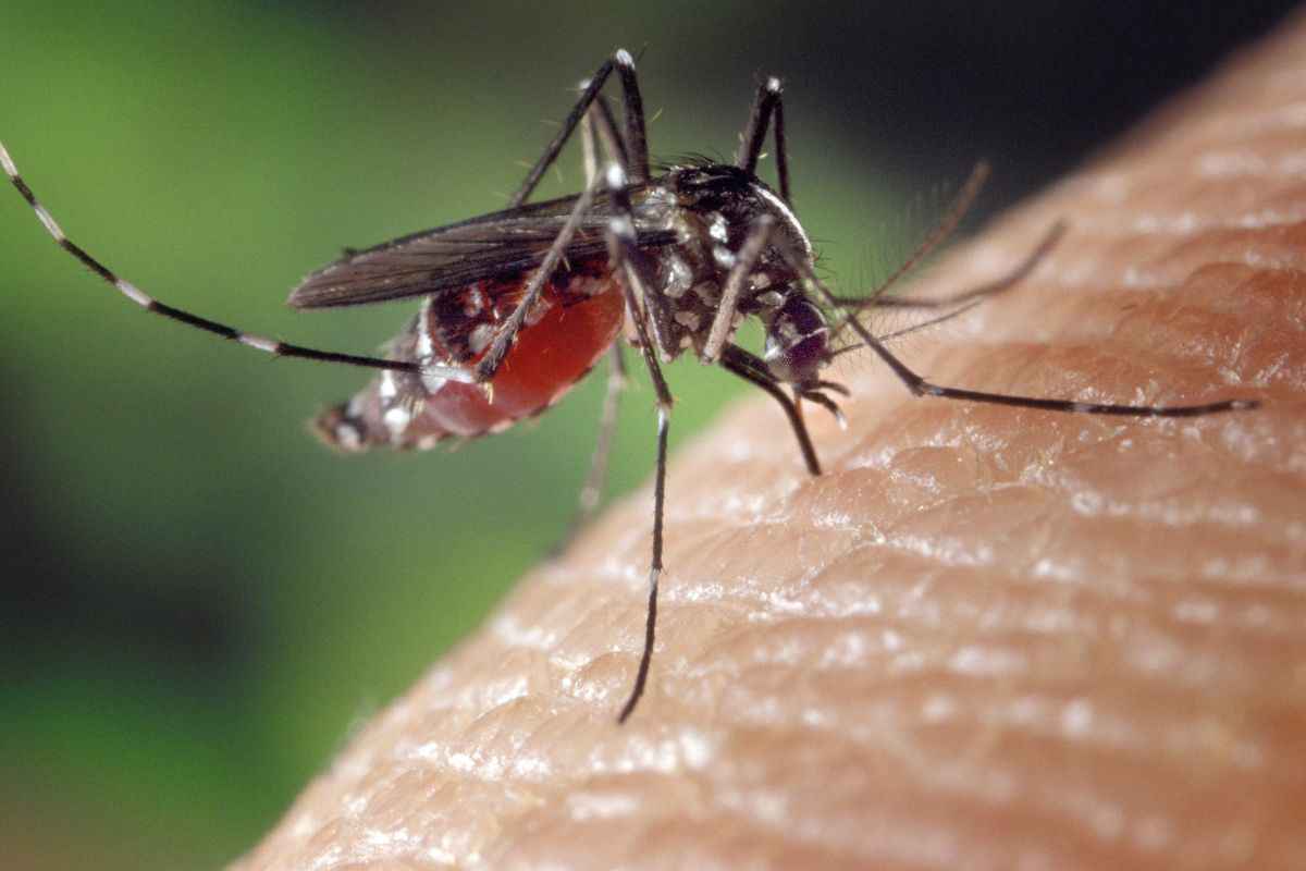 le zanzare pungono maggiormente chi ha queste caratteristiche
