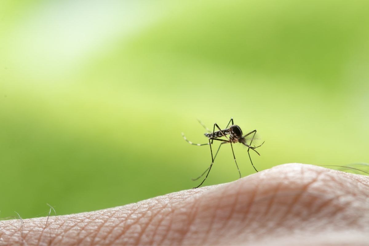 Zanzara: l'animale più fastidioso per l'uomo in realtà nasconde un segreto