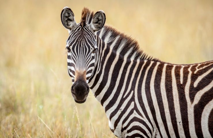 zebra