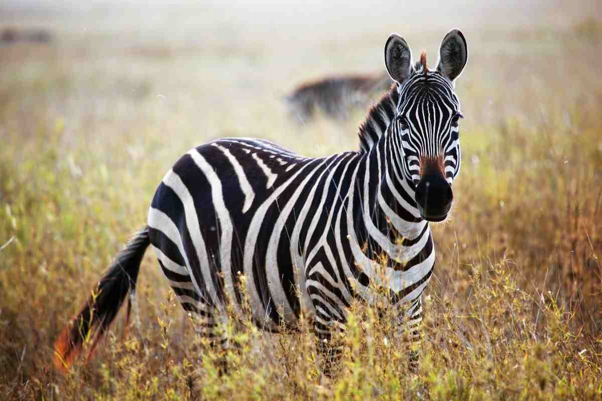 zebre