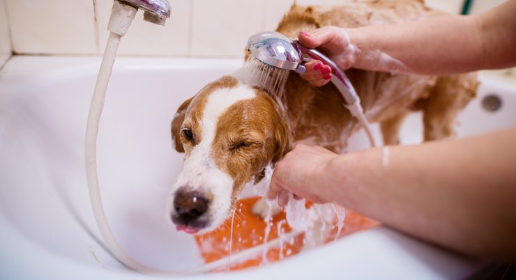 Puzza di cane in casa: i 5 trucchi per eliminarla